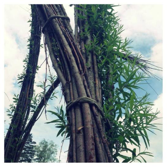 weidenpavillon triebe